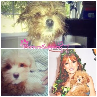 Bella Thorne és kiskutyája. Kingston egy keverék kutyus.Jobb képen látható Bella. A felső képen Kingston fürdés után. 